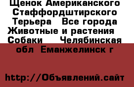 Щенок Американского Стаффордштирского Терьера - Все города Животные и растения » Собаки   . Челябинская обл.,Еманжелинск г.